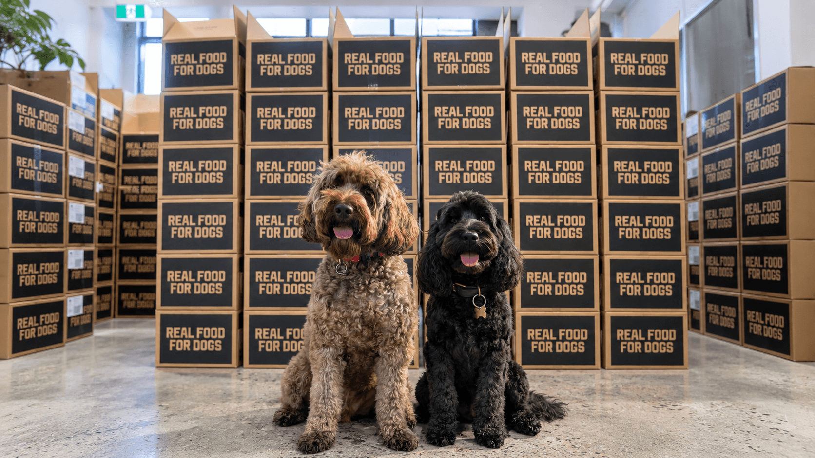 The Butcher's Dog con cajas de reparto Real Food For Dogs