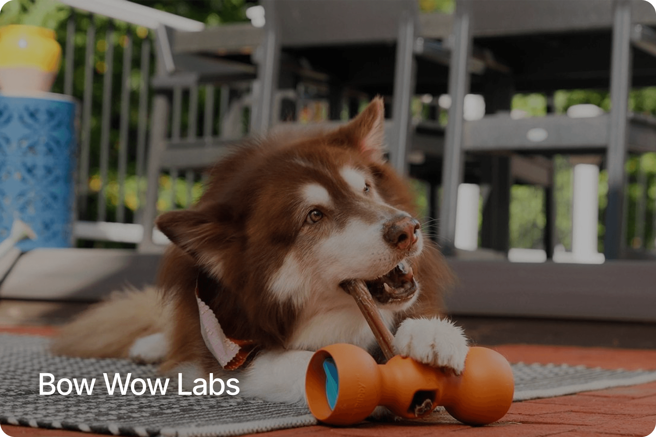 Perro con masticable